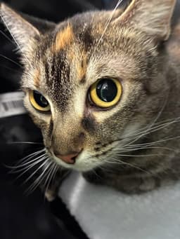 Peanut image 1
