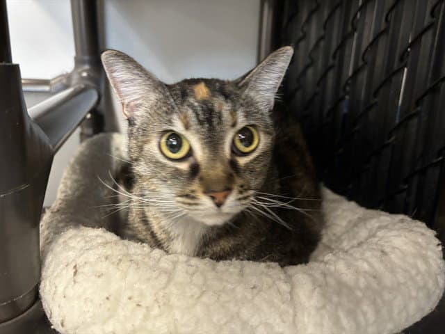 Peanut - Domestic Short Hair