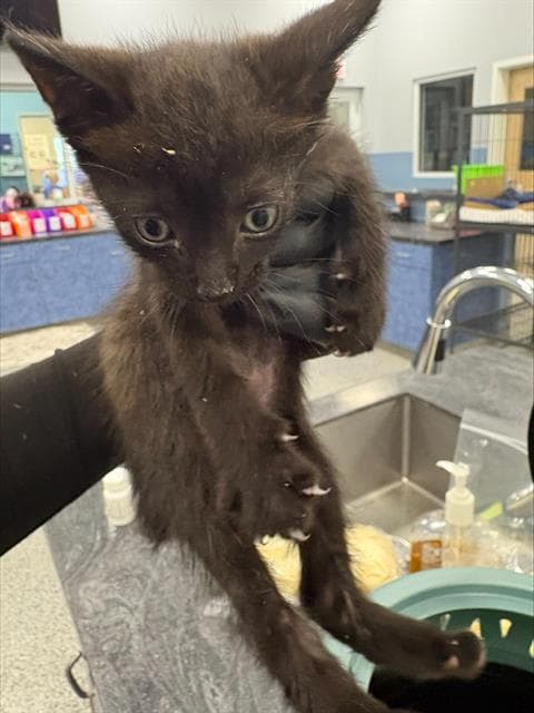 Luca - Domestic Short Hair