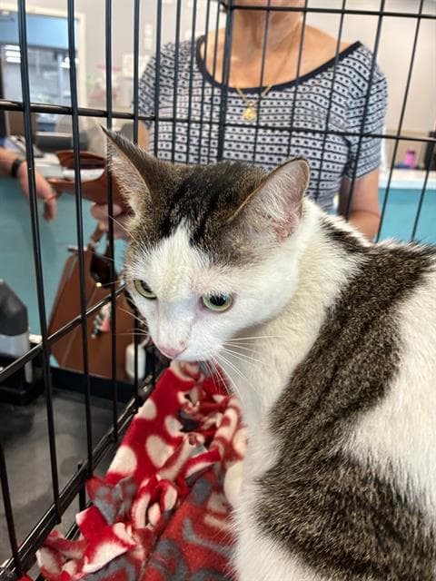 Unknown - Domestic Short Hair
