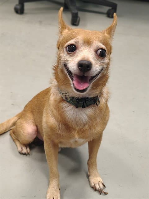Peanut - Chihuahua