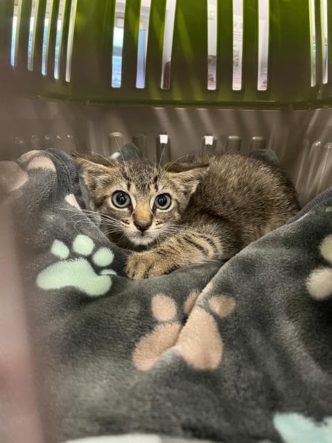 Unknown - Domestic Short Hair
