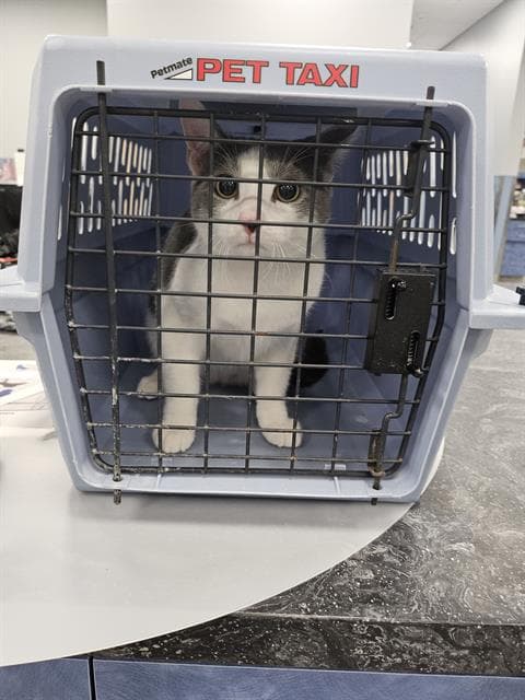 Unknown - Domestic Short Hair