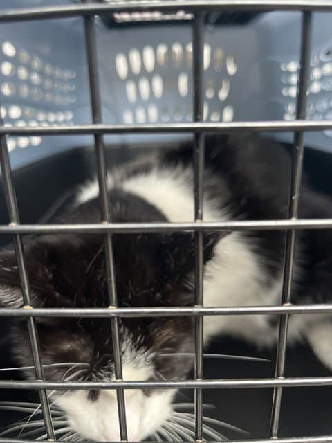 Oreo - Domestic Short Hair