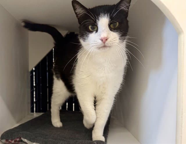Oreo - Domestic Short Hair