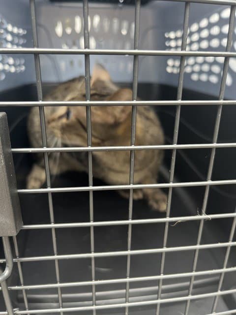 Kit Kat - Domestic Short Hair