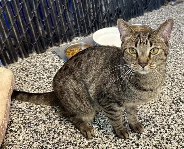 Kit Kat - Domestic Short Hair