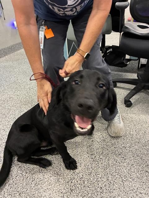 Unknown - Labrador Retriever