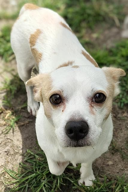 Tucker - Chihuahua