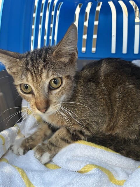 Unknown - Domestic Short Hair
