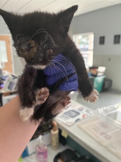 Dean - Domestic Short Hair