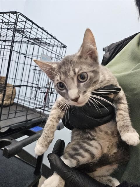 Franklin - Domestic Short Hair