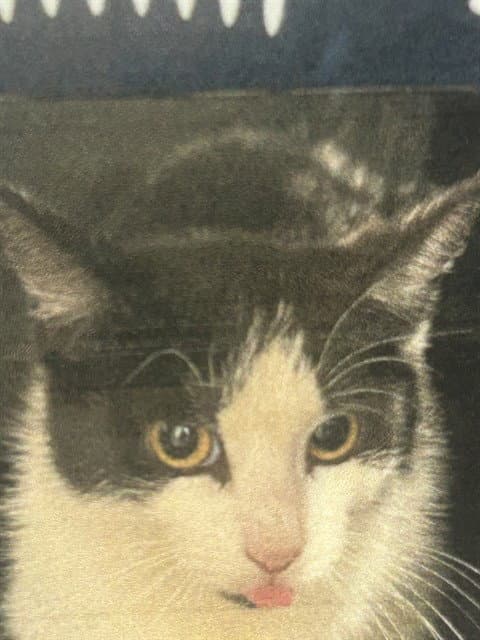 Grace - Domestic Short Hair