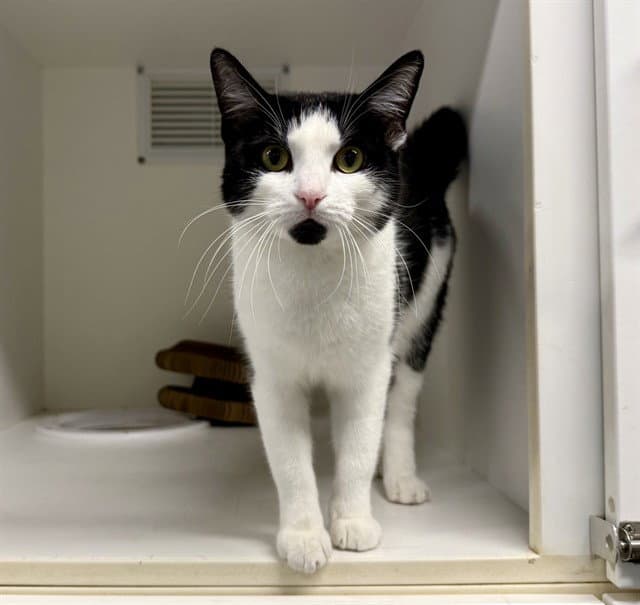 Grace - Domestic Short Hair