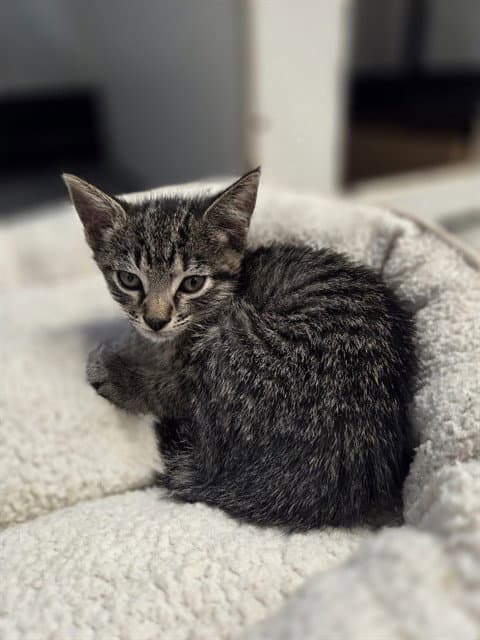 Maddie - Domestic Short Hair