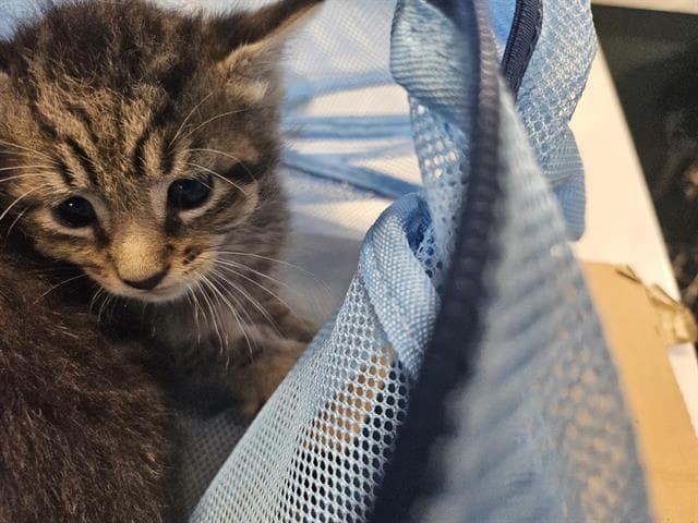 Lenny - Domestic Short Hair