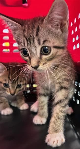 Unknown - Domestic Short Hair