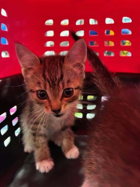 Unknown - Domestic Short Hair