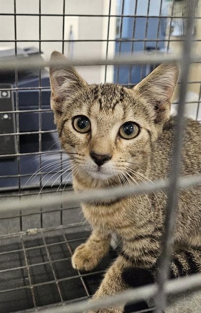 Unknown - Domestic Short Hair
