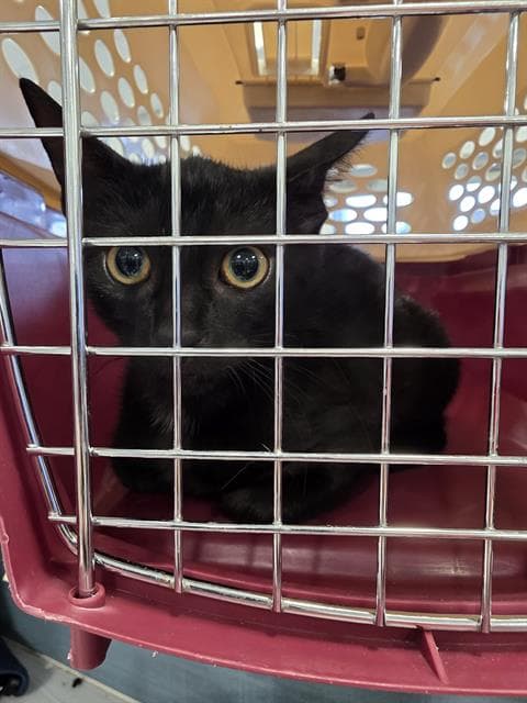 Rylee - Domestic Short Hair
