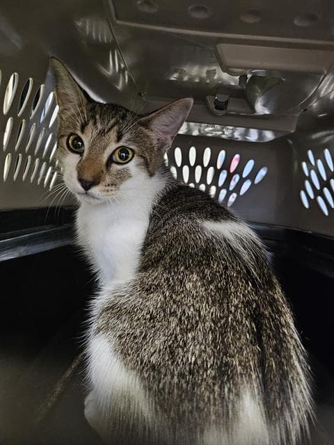 Unknown - Domestic Short Hair