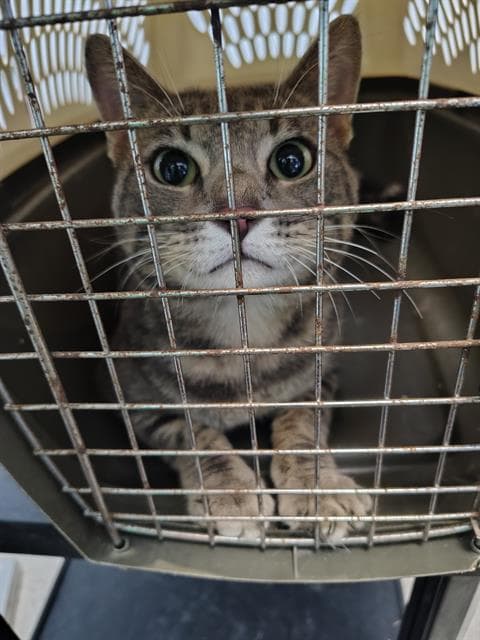 Unknown - Domestic Short Hair