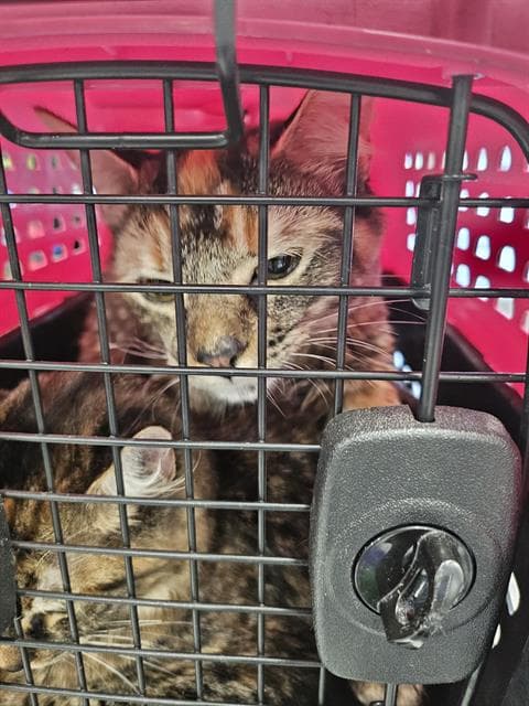 Unknown - Domestic Medium Hair