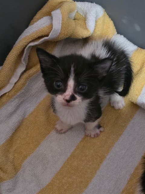Biscotti - Domestic Short Hair