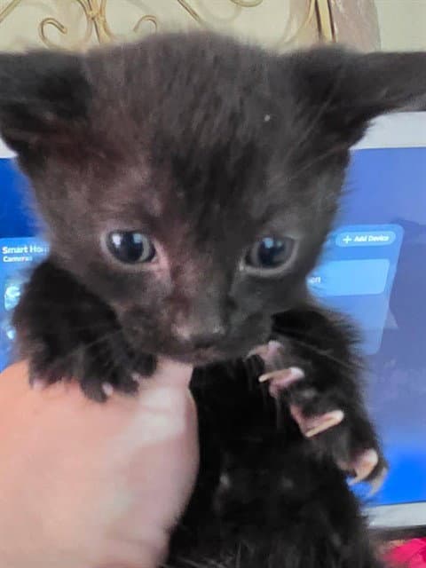 Bearclaw - Domestic Short Hair