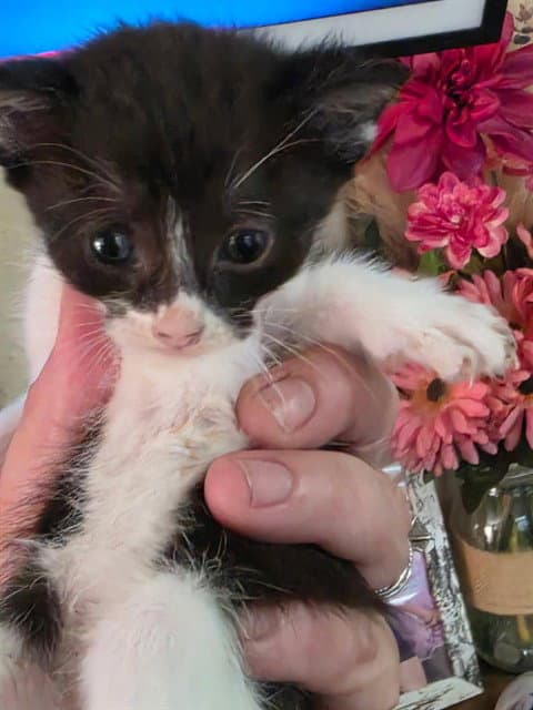 Beignet - Domestic Short Hair