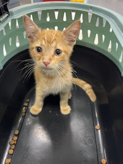Aquarius - Domestic Short Hair