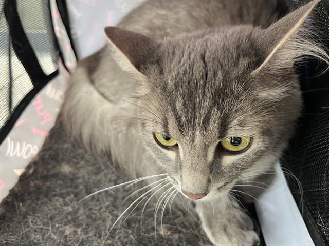 Unknown - Domestic Medium Hair