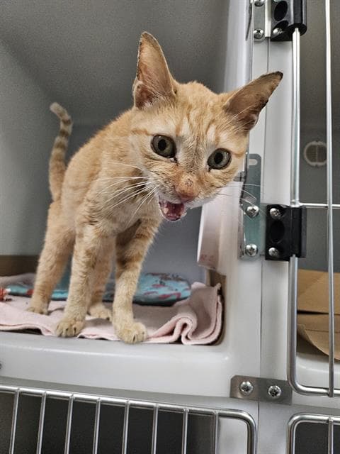 Unknown - Domestic Short Hair