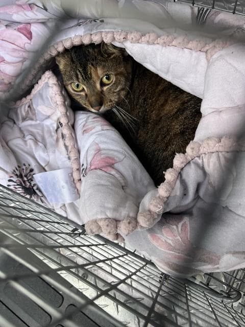 Rhombus - Domestic Short Hair