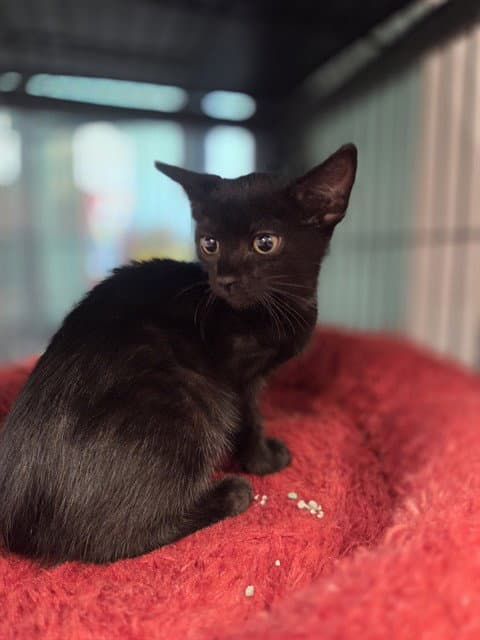 Thelma - Domestic Short Hair