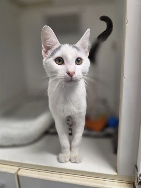 Unknown - Domestic Short Hair