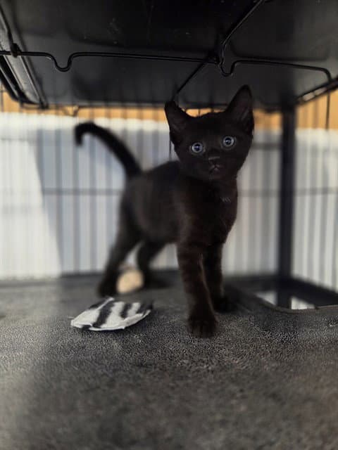 Unknown - Domestic Short Hair