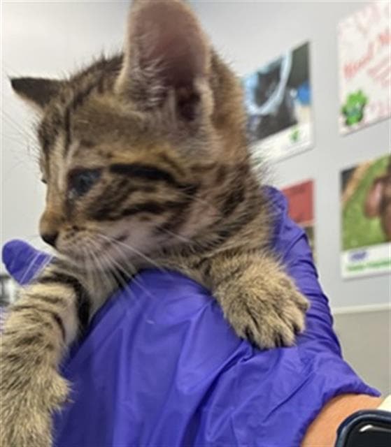 Unknown - Domestic Short Hair