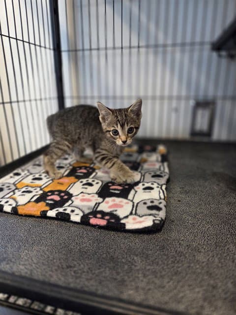 Unknown - Domestic Short Hair