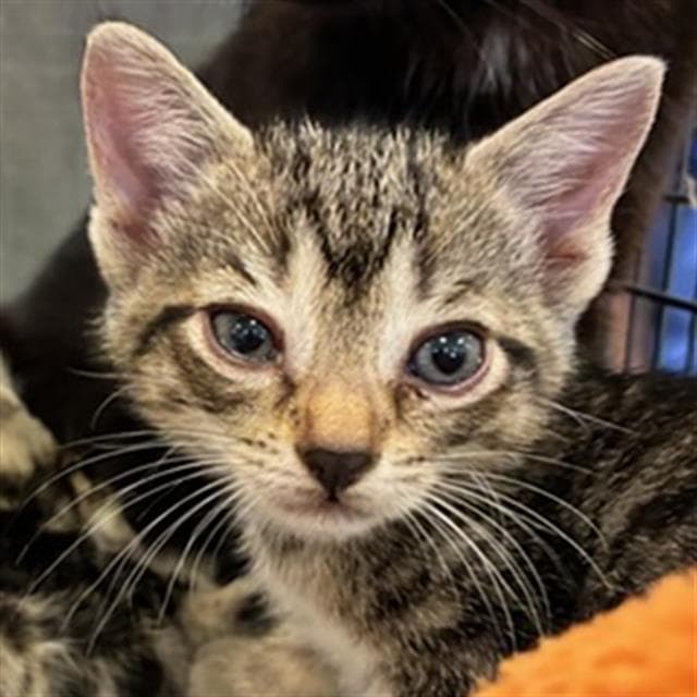 Unknown - Domestic Short Hair