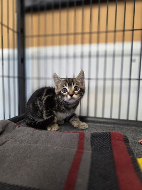 Unknown - Domestic Short Hair