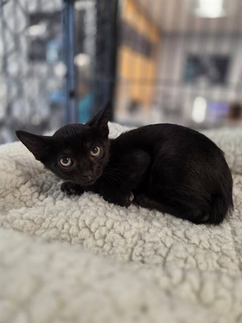 Unknown - Domestic Short Hair