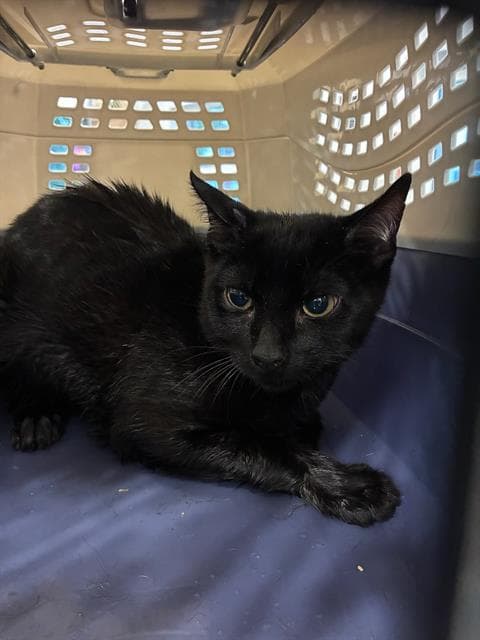 Unknown - Domestic Short Hair