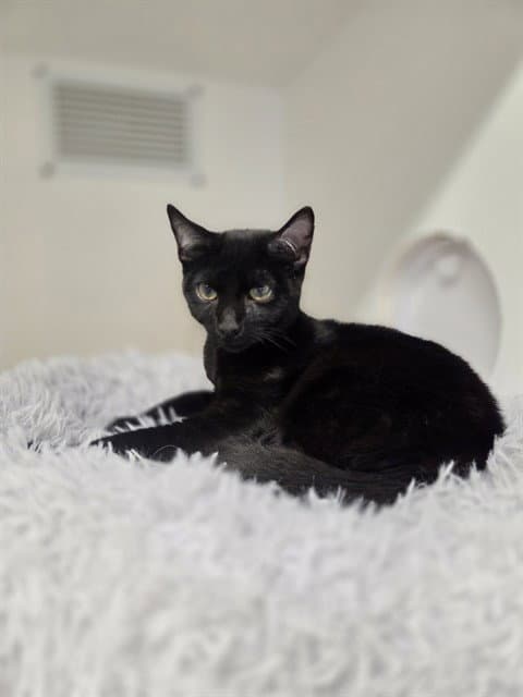 Unknown - Domestic Short Hair