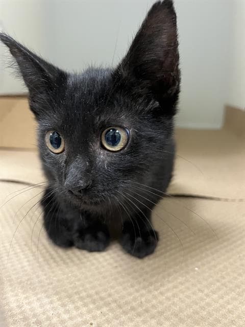 Unknown - Domestic Short Hair
