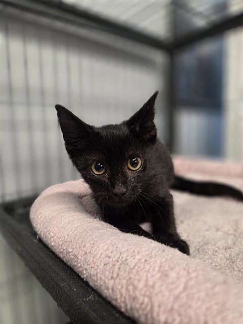 Unknown - Domestic Short Hair
