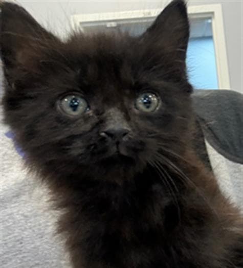 Otto - Domestic Medium Hair