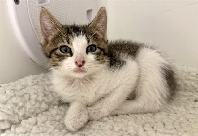 Oscar - Domestic Short Hair