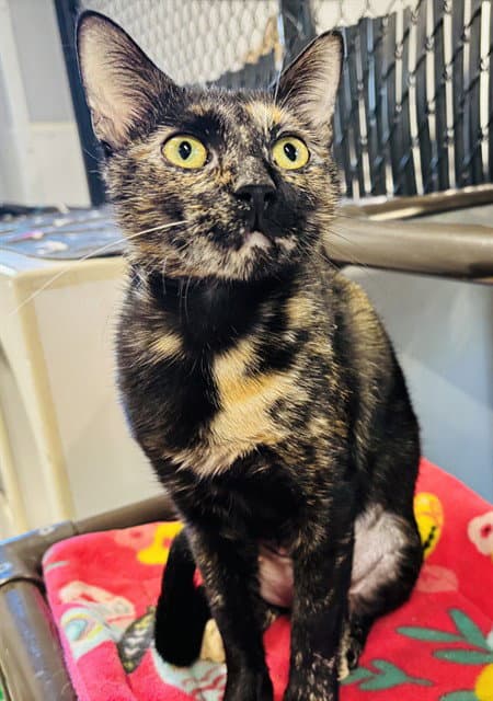 Emma - Domestic Short Hair