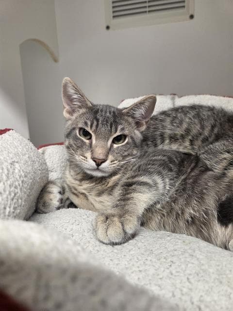 Bowie - Domestic Short Hair